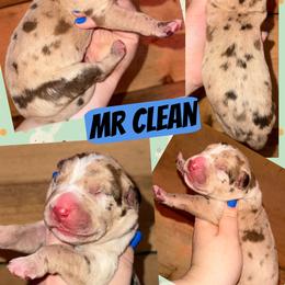 Boy 1 - Merle male Great Dane puppy in Wellsville, New York from Prophecy Danes