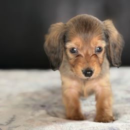 AKC Blue collar Male - Red male Dachshund puppy in Calera, Alabama from Southern Sky Dachshunds