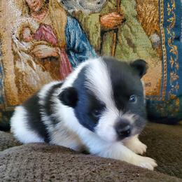 Rowdy - Black parti male Pomeranian puppy in Bellevue, Iowa from Fluffy Wonders Poms and Doodles