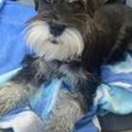 Miniature Schnauzer Puppies from Pups With Potential