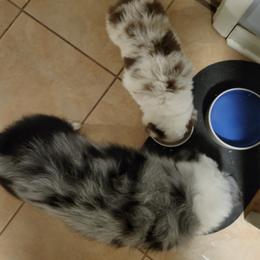 Miniature Australian Shepherds from Chagrin Mini Aussies