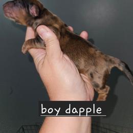 Boy 3 - Dapple male Dachshund puppy in Lansing, Michigan from Black Thunder 517 Dachshunds and frenchies