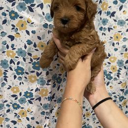 Blue-Mini - Red  male Goldendoodle puppy in Millville, New Jersey from Michelle's Doodles