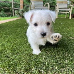 West Highland White Terrier Puppies from Westies of NC Highlands