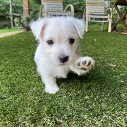 West Highland White Terrier Puppies from Westies of NC Highlands