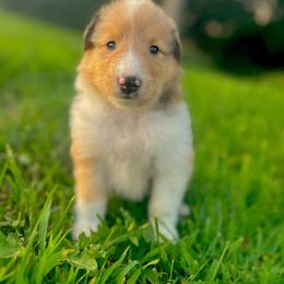 Sunny - Sable merle male Collie puppy in Waterville, Iowa from Lisa’s Lassies