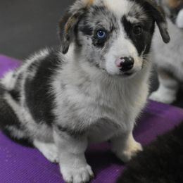 Jack (Three's Company) - Blue merle and white male American Corgi puppy in Lithia, Florida from Diamondcres Inc