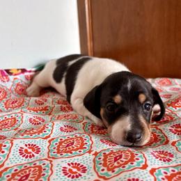 Girl 1 - Piebald female Dachshund puppy in Woodlake, California from Wild West Weenies