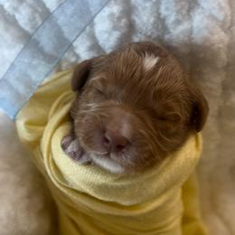 Breckenridge - Apricot male Goldendoodle puppy in Gilbert, Arizona from Sunny Doodles