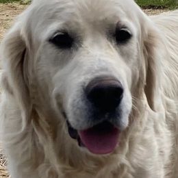 Golden Retrievers from Stump Patch Retrievers