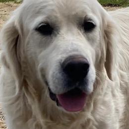 Golden Retrievers from Stump Patch Retrievers