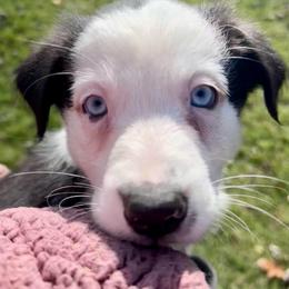 Maisie - Black & white female Australian Shepherd puppy in Marshfield, Vermont from Discovery Hill Australian Shepherds