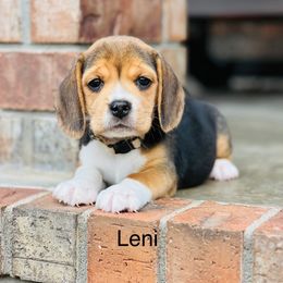 Leni - Black tan and white male Beagle puppy in Mansfield, Missouri from Rippee Creek Kennel