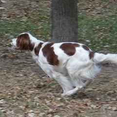 Irish Red and White Setter All Grown Up from Ridgepoint