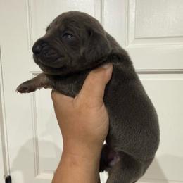 Foxy Baker - Blue and white female Great Dane puppy in Florida from Beachside Kennels