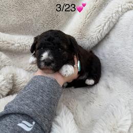 Willow - Tri-color female Bernedoodle puppy in Fallon, Nevada from Wild Roots Doodles