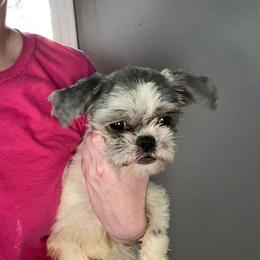 Moana - Silver and white female Shih Tzu puppy in Double Springs, Alabama from Little Friends Kennel and southern Shih Tzus