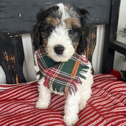 Willis - Merle male Bernedoodle puppy in Fort Gibson, Oklahoma from Waggle Doodles