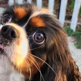 Velvet - Cavalier King Charles Spaniel