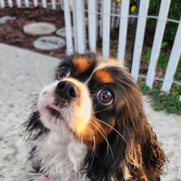 Velvet - Cavalier King Charles Spaniel