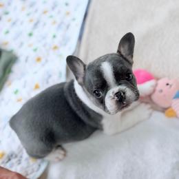 (Princess) Leia - Brindle female Companion Cross puppy in Bath, Michigan from Bailey Family Frenchies