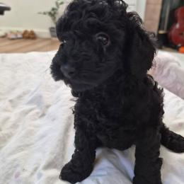 Ash - Gray female Poodle puppy in Corona, California from Poodle house CA