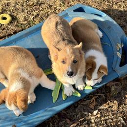 Olive(orange) - Sable female Pembroke Welsh Corgi puppy in Millsap, Texas from Punchy Pembroke Ranch