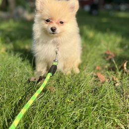 Pomeranian Puppies from GTBBF Pomeranians