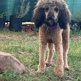 Kai - Poodle