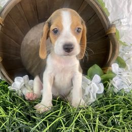 Boy 5 - male Beagle puppy in Katy, Texas from Houston’s Howlin’ Hounds