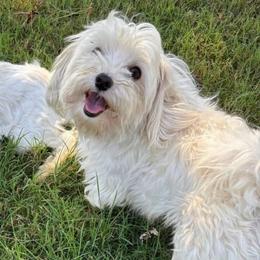Murphy - White male Maltese puppy in Grottoes, Virginia from Wendy’s Maltese & Cavamalts of Virginia