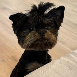 Yorkshire Terriers from Oasis' Yorkshire Terriers
