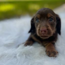 Liam - Chocolate and tan male Dachshund puppy in Colbert, Georgia from Southern Drawl Dachshunds