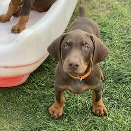 Doberman Pinscher Puppies from Jensen Dobermans