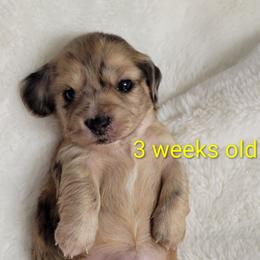 Hannah - Dapple female Dachshund puppy in Kempner, Texas from Russell Farms Dachshund