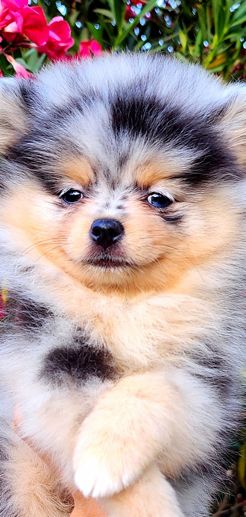 Katerina - Blue merle Pomeranian puppy in Three Rivers, California from Mountain Mama's Poms