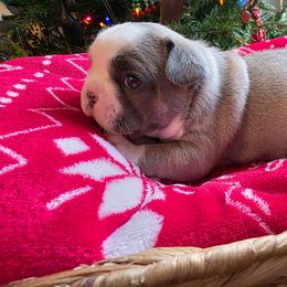 Ana - Fawn and white female French Bulldog puppy in Columbia Falls, Montana from Glacier French Bulldogs of Montana
