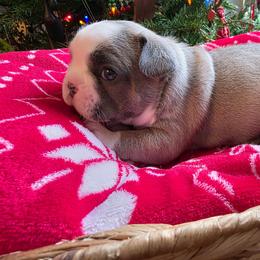 Ana - Fawn and white female French Bulldog puppy in Columbia Falls, Montana from Glacier French Bulldogs of Montana