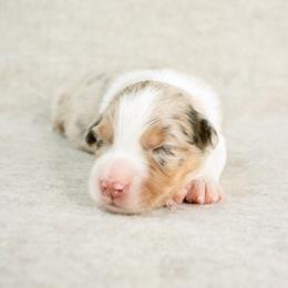 Washington - Red merle male Australian Shepherd puppy in Aberdeen, North Carolina from Huckleberry Hill Aussies LLC.