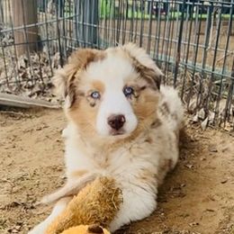 Miniature Australian Shepherds from Denali Mini Aussies