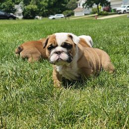 Dylan - Red and white female Bulldog puppy in Strongsville, Ohio from Magnifique Bulldogs
