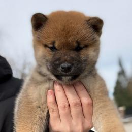 Tsubaki - Red female Shiba Inu puppy in Roseville, California from Tokubetsuna Shibas
