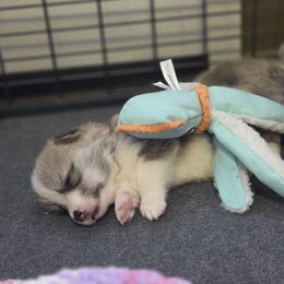 Pembroke Welsh Corgi Puppies from Salted Rim Corgis