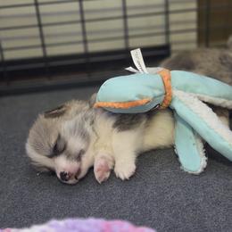 Pembroke Welsh Corgi Puppies from Salted Rim Corgis