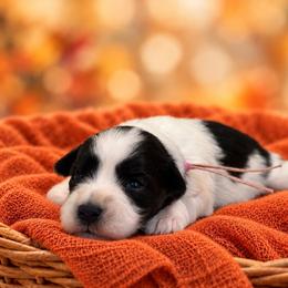 Maisie - Parti female Miniature Schnauzer puppy in Magalia, California from NorCal Schnauzers