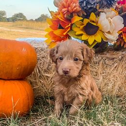 Corn flakes - Red  female Goldendoodle puppy in Point, Texas from Tiny Paws Goldendoodles