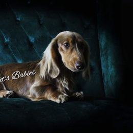 Dexter - Dachshund