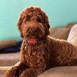 Macy - Australian Labradoodle