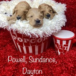 Goldendoodle Puppies from Ming’s Dynasty Doodles