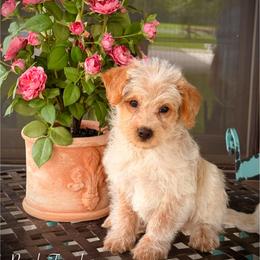 Pippa - Red female Assorted Doodle Crosses puppy in Ohio from Holley Doodles
